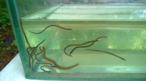 Supply Ponds glass eels